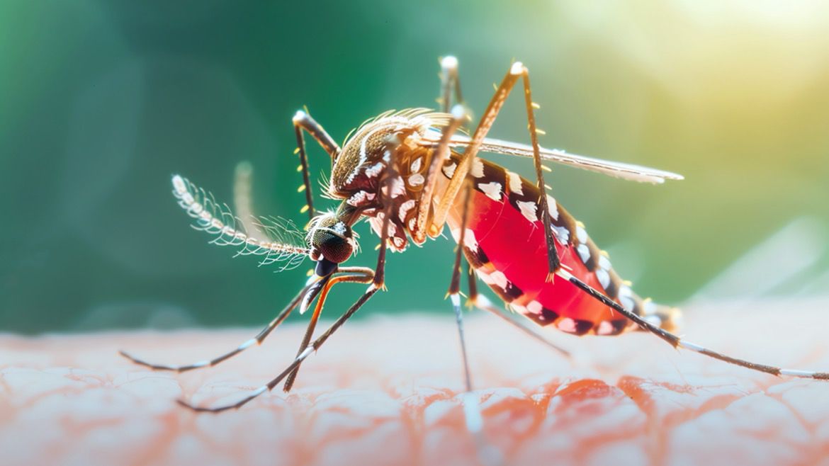 O Brasil e a Dengue